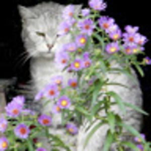 Meet your Posher, Sherrie